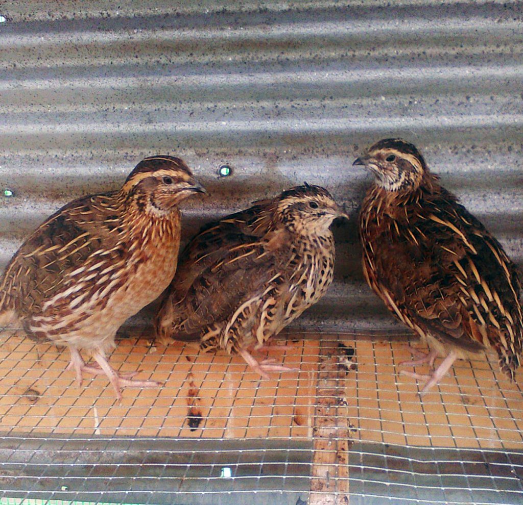 5 Reasons to Start Raising Quail Backyard Poultry